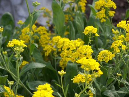 Smagliczka skalna (Alyssum saxatile )