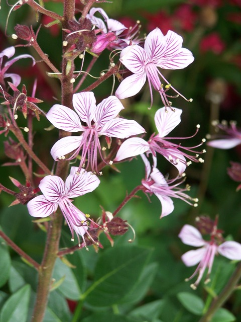 Dyptam jesionolistny (Dictamnus albus )