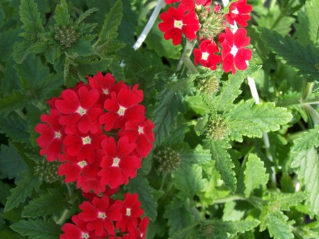 Werbena zwisająca (Verbena hybryda)