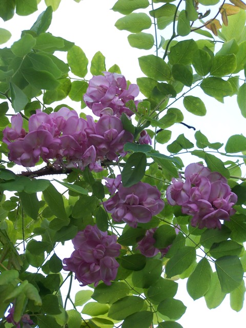 Robinia owłosiona Macrophylla