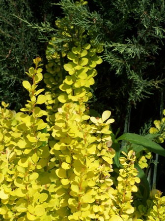 Berberys Thunberga Aurea