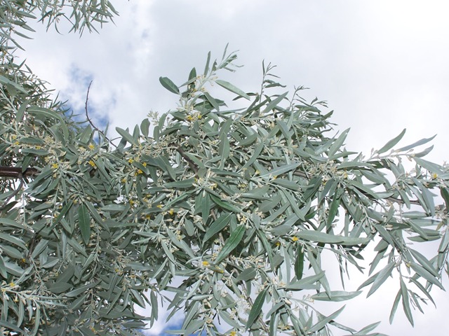 Oliwnik wąskolistny