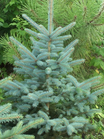 Świerk kłujący (Picea pungens)