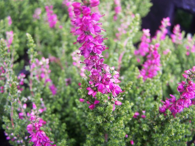 Wrzos pospolity (Calluna vulgaris)