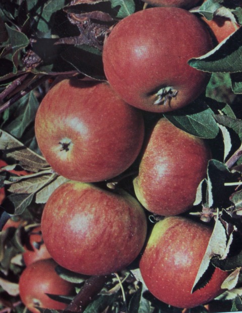 Jabłoń KOKSA POMARAŃCZOWA