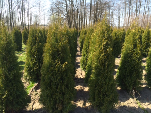  Żywotnik zachodni SMARAGD Thuja occidrntalis 160-180 cm 