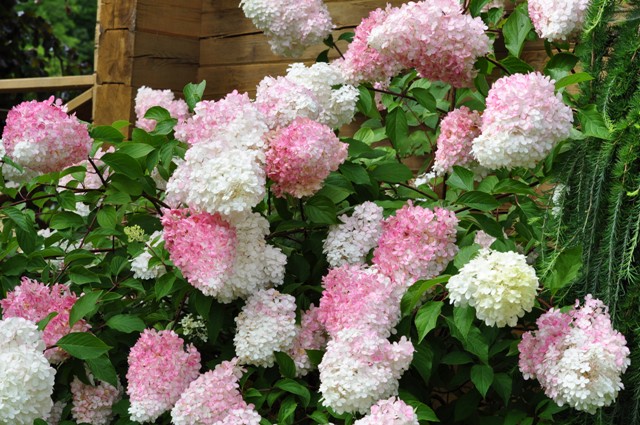 Hortensja bukietowa (Hydrangea paniculata) 