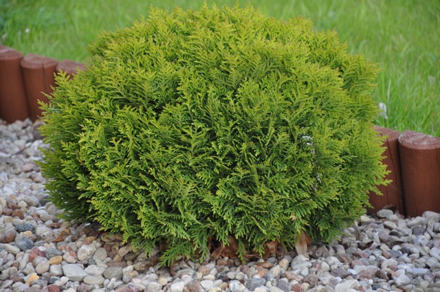 Żywotnik zachodni DANICA (Thuja occidentalis)