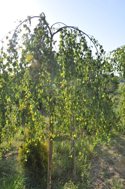 Brzoza brodawkowata Youngii (Betula pendula )