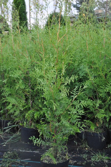 Żywotnik zachodni BRABANT (thuja occidentallis)