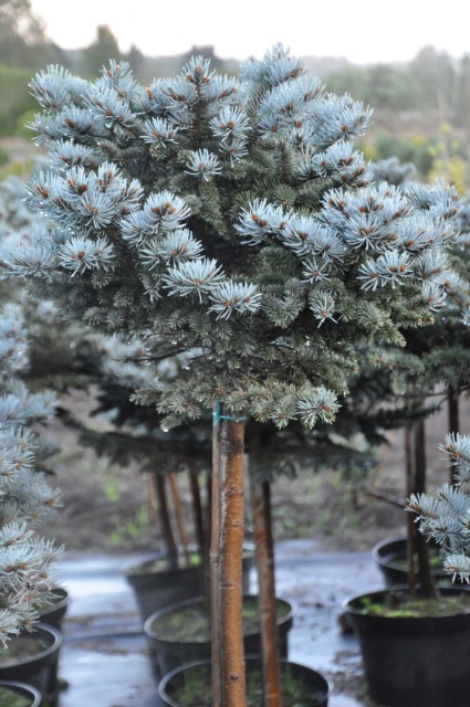 Świerk kłujący (Picea pungens) Pa