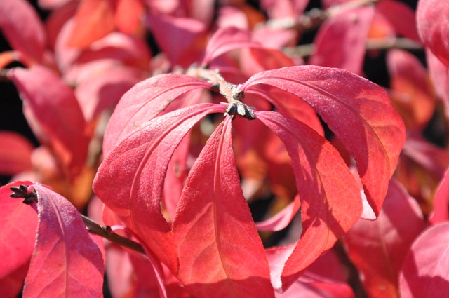 Trzmielina oskrzydlona (Euonymus alatus)